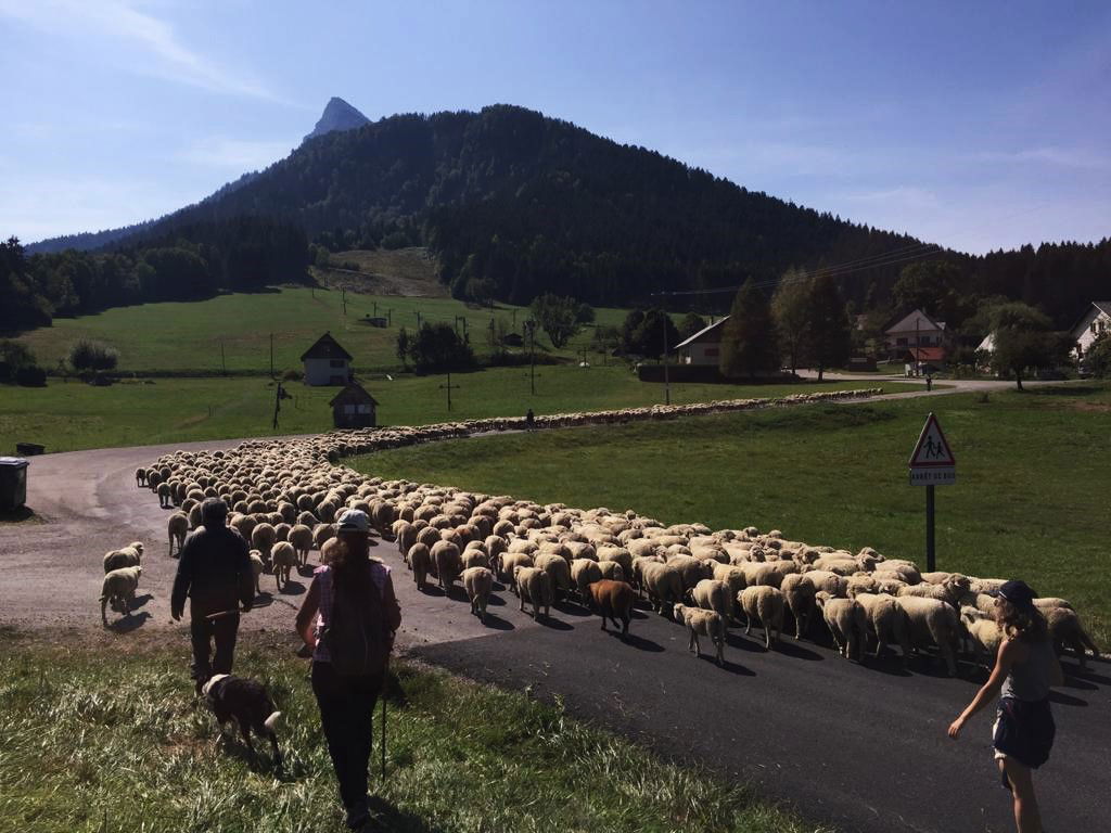 La laine en suint dans le monde