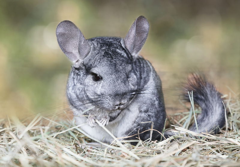 Chinchilla och Degu