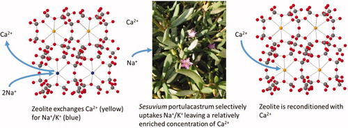 Wetlands Hydrogeochemistry for Natural Desodification