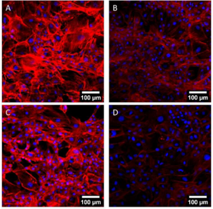 TISSUE ENGINEERING