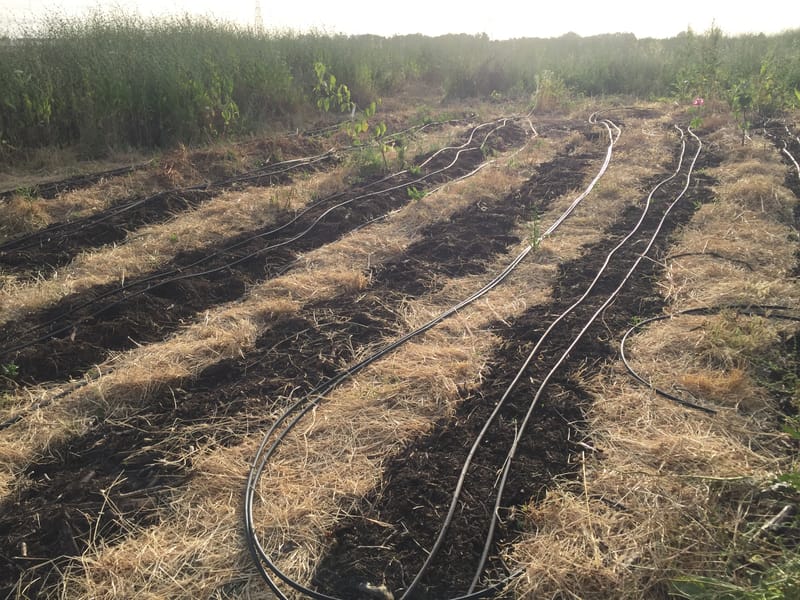 להביא רסק גזם
