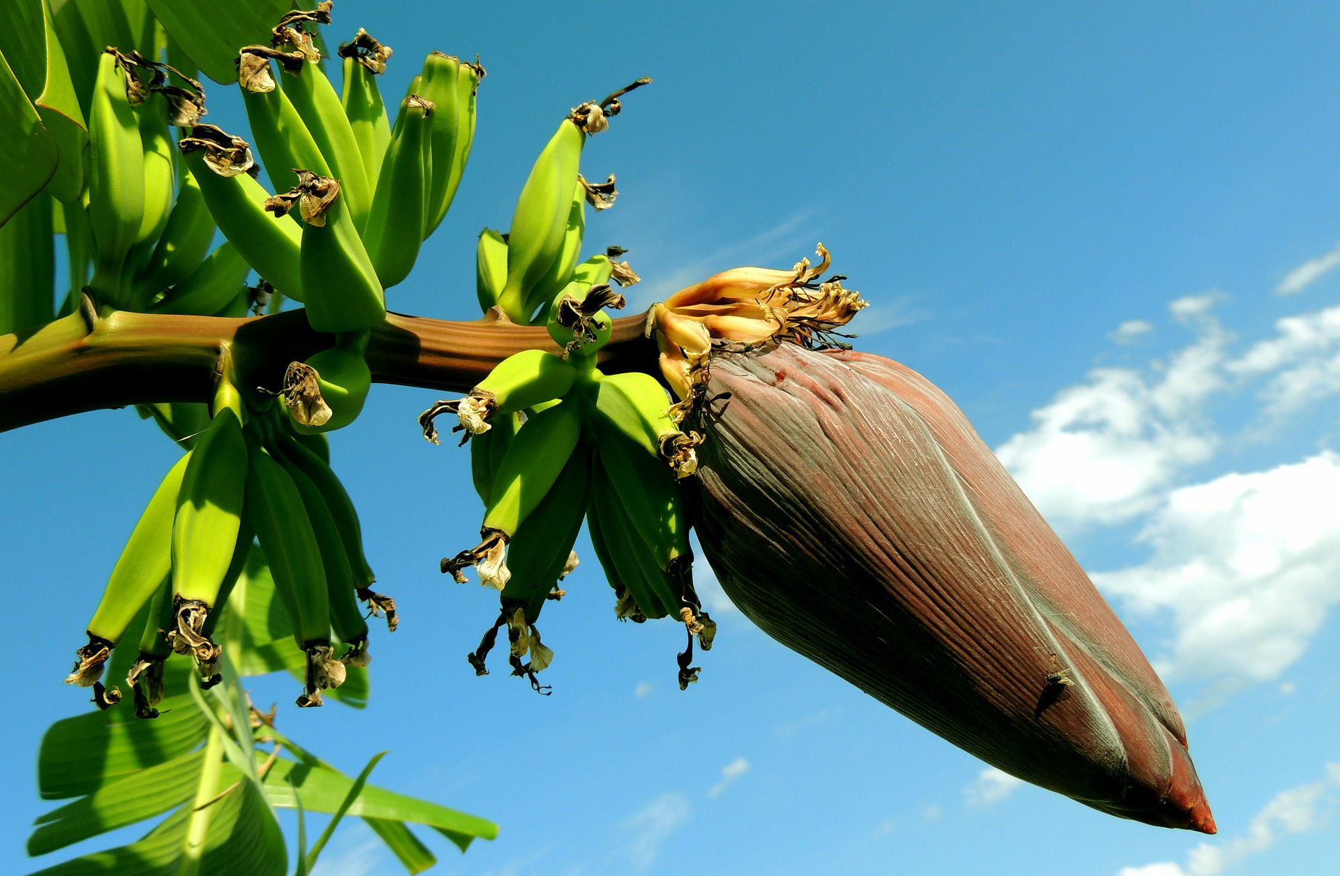 BANANŲ GIRAITĖS. PLANTACIJOS PAFOSE.