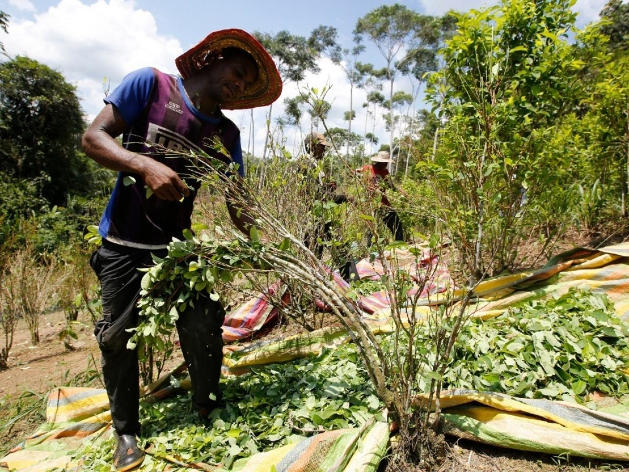 Narcotráfico en Colombia: un problema que no desiste