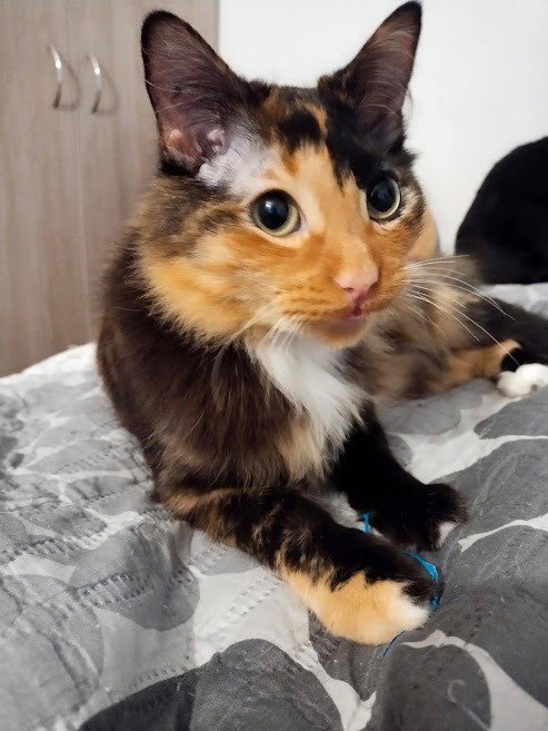 Felpa
