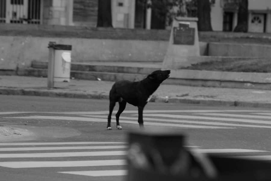 El perro cucho