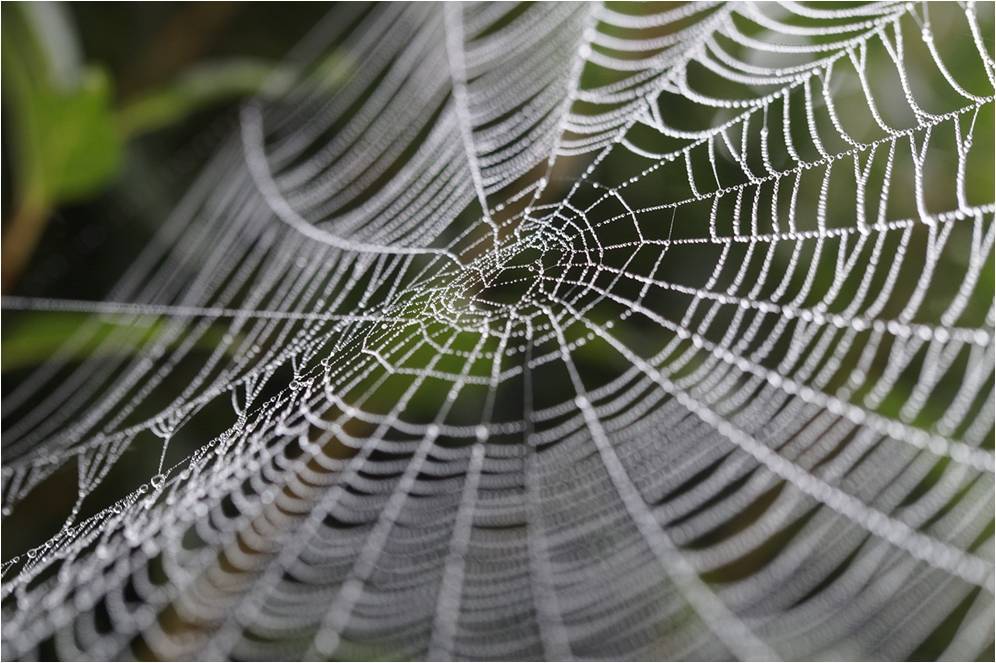 La araña