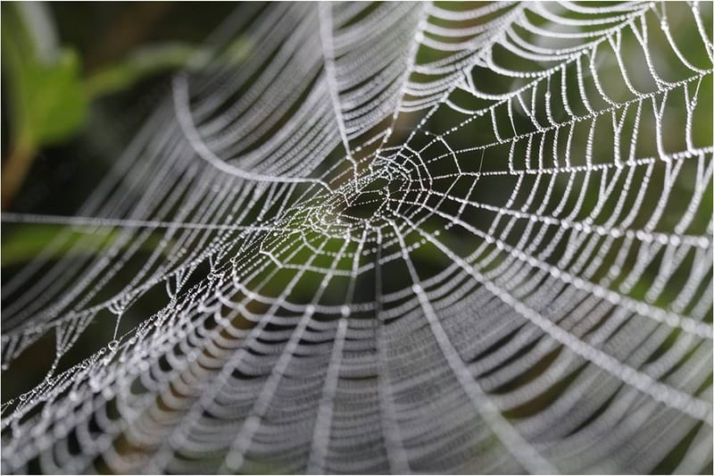 La araña