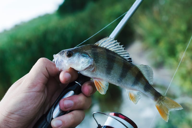 Top Water Fishing Lures for Top Water Fishing