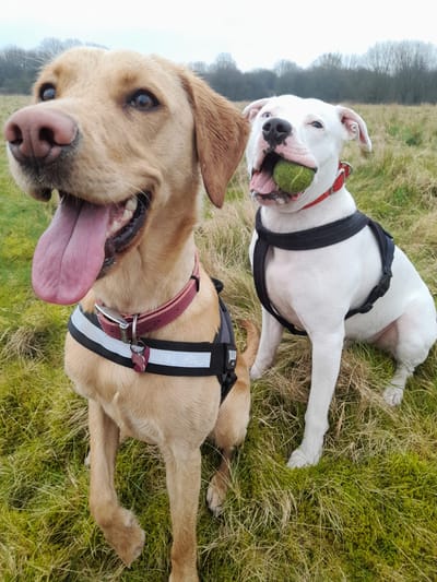 FREquently asked questions image