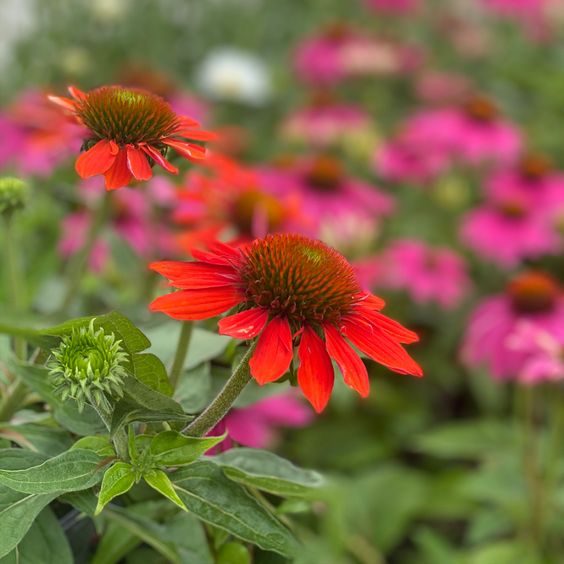 Coneflower