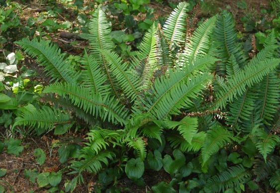 Ferns