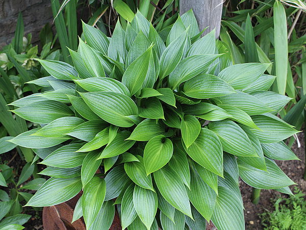 Hosta generously donated by Gabriella & Donald Ferreira.