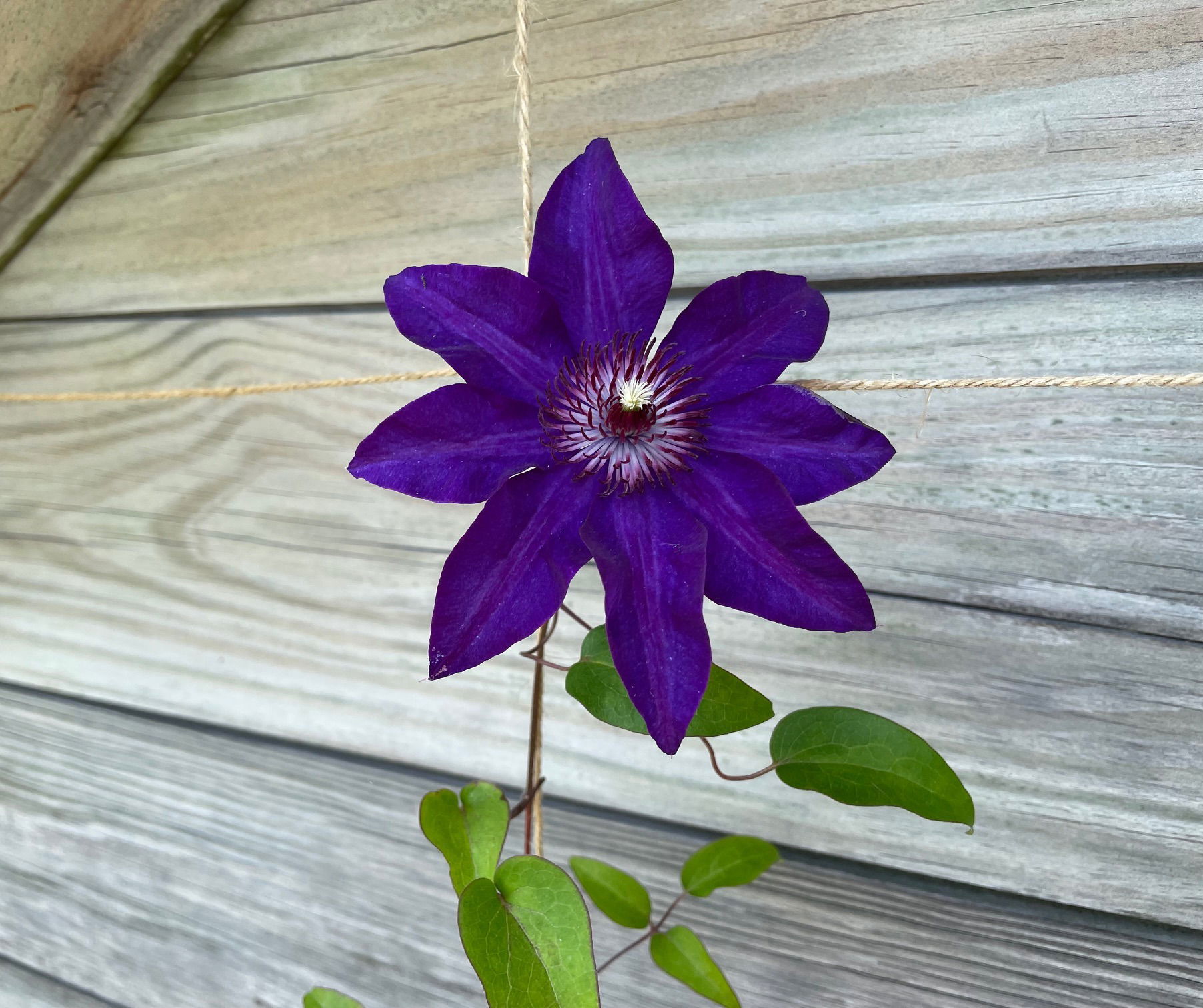 Clematis