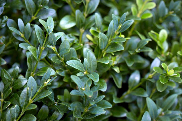 Boxwood