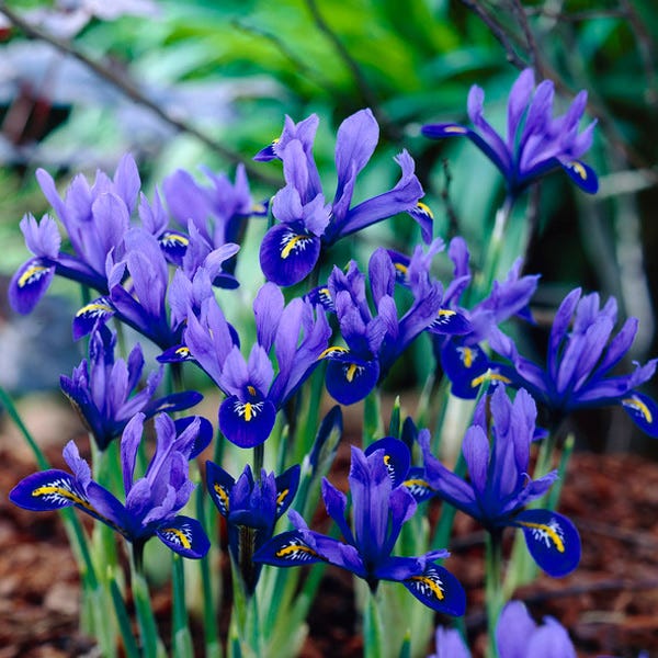 Blue Iris generously donated by Fatima Rodrigues.