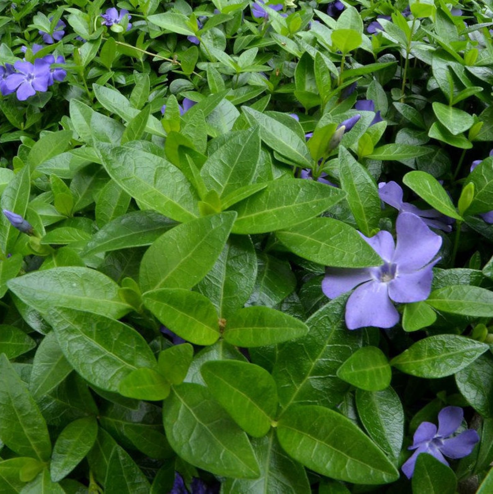 Vinca Minor