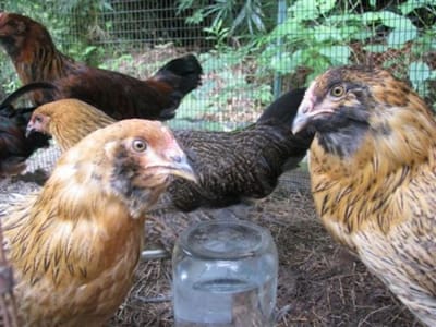 Ameraucana Chicken Color Chart image