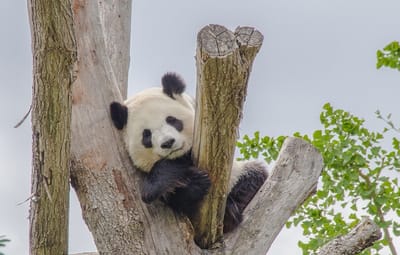 UNA GIGANTE RISERVA CINESE PER I PANDA