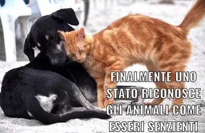 FINALMENTE UNO STATO RICONOSCE GLI ANIMALI COME ESSERI SENZIENTI