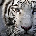 UN COUNT DOWN PER SALVARE LE SPECIE IN VIA D’ESTINZIONE. CON RISVOLTI CONTROVERSI