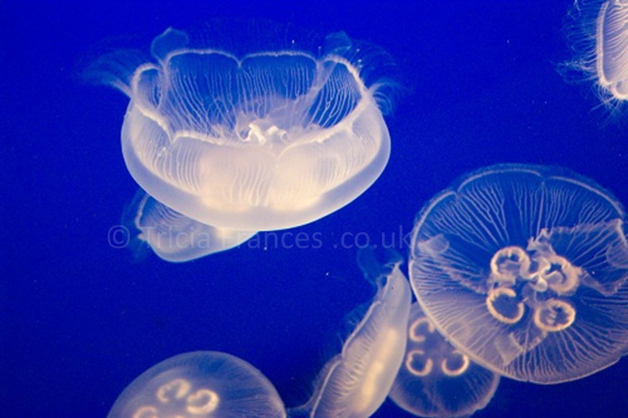 Jellyfish