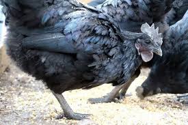 Ayam Cemani Eggs image