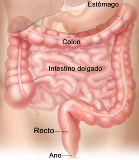 Cirugía del Colon y el Recto