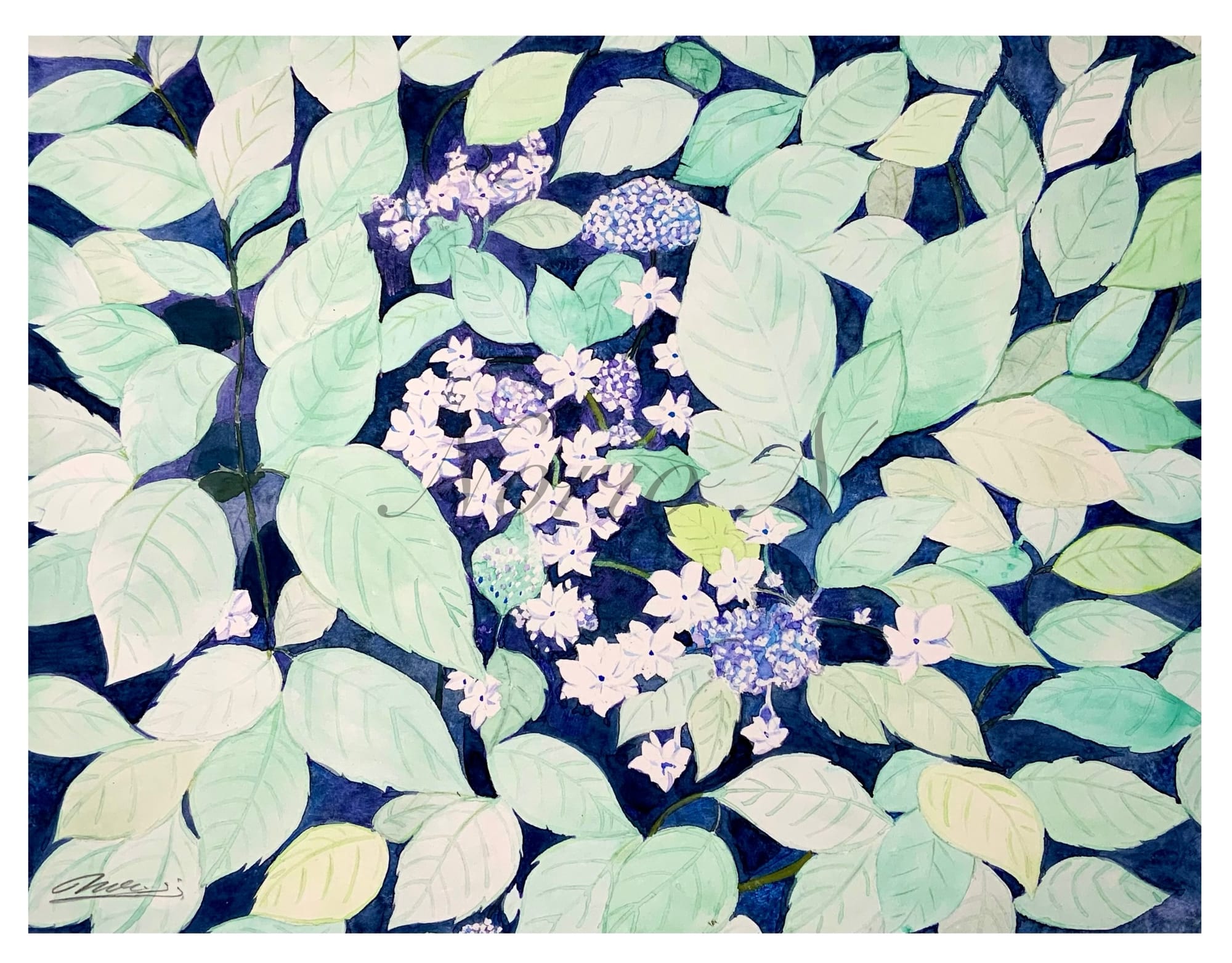 紫陽花(アジサイ)