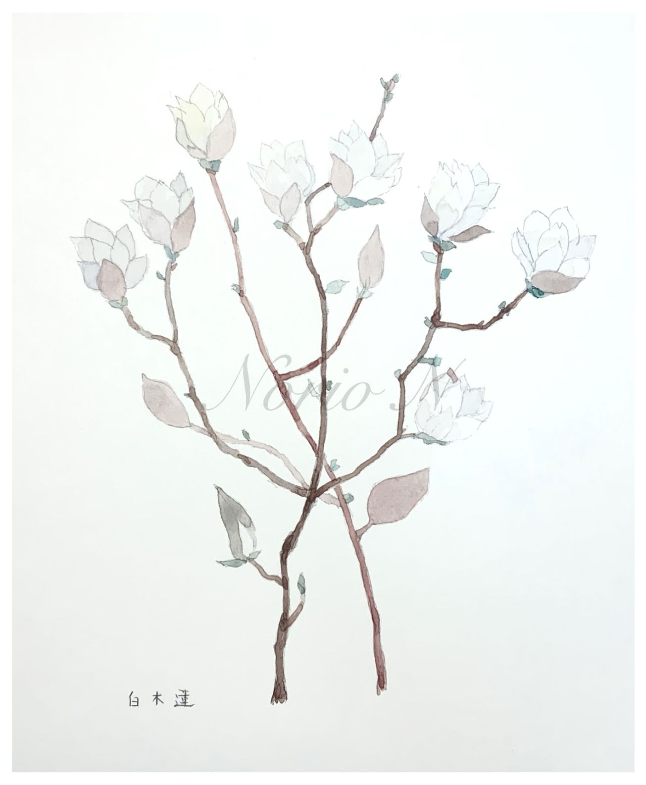 【白木蓮】