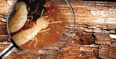 Diệt Mối Tại TP. Thủ Đức