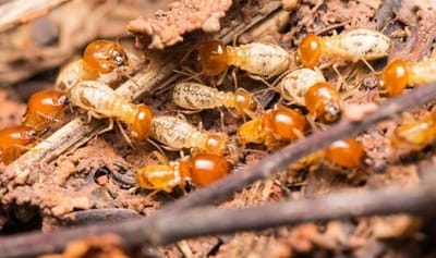 Diệt Mối Tại Quận 1 - TPHCM