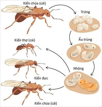 Diệt kiến tại TPHCM
