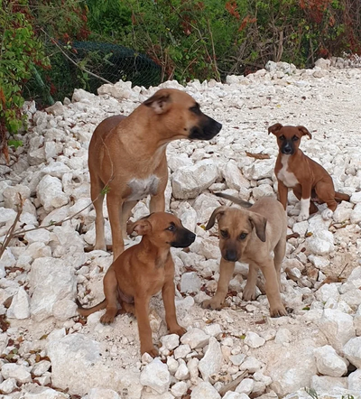 ¡Un día ajetreado para nuestros voluntarios!