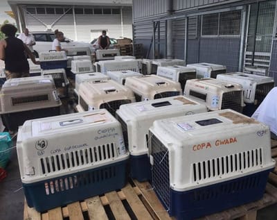 CARGA COPA GUADELOUPE DEL 29 DE JUNIO DE 2021: la parte inferior de una carga