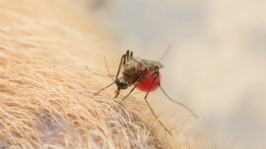 LA DIROFILARIOSE : Une maladie grave