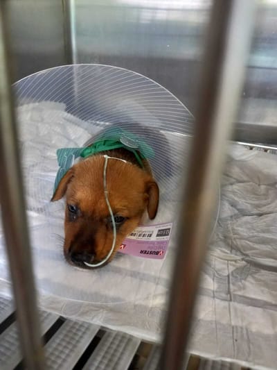 LA PARVOVIROSE : Une maladie virale grave et très contagieuse