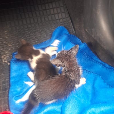 ¡Y otro difícil rescate!