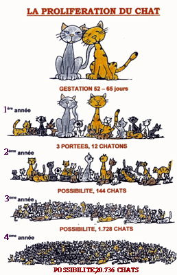 Actualización sobre la campaña para esterilizar a nuestros gatos