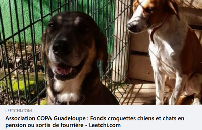 Gatito Leetchi para alimentar a nuestros perros y gatos en internado o fuera de la perrera