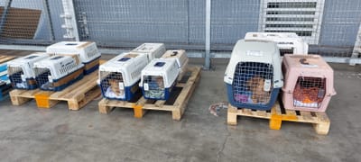 COPAG FLETE A PARTIR DEL 10 DE FEBRERO DE 2023