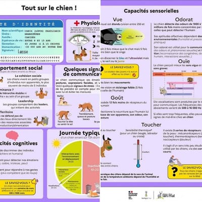 FICHE PEDAGOGIQUE : TOUT SAVOIR SUR LE CHIEN