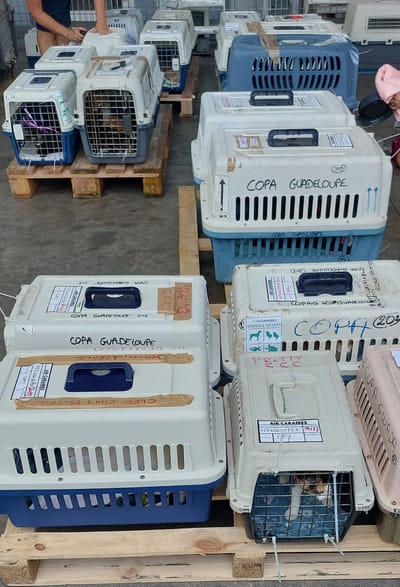 Carga COPA Guadalupe a partir del 8 de septiembre de 2023