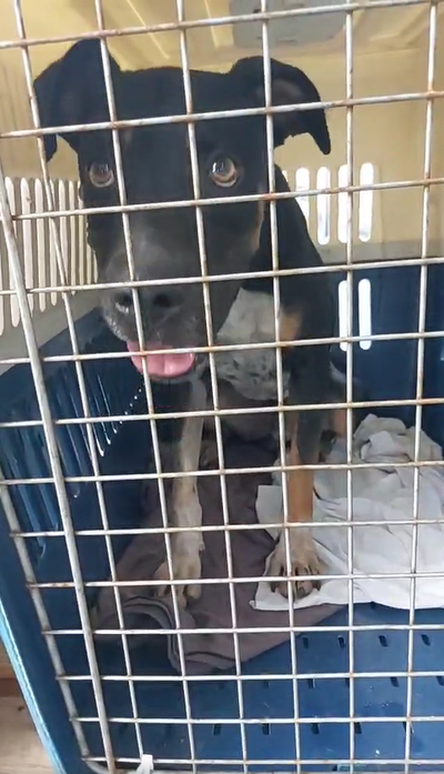 Carga COPA Guadalupe a partir del 19 de septiembre de 2023