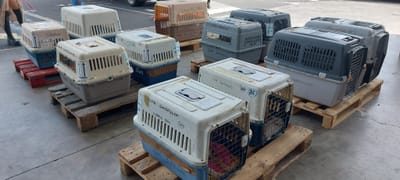 COPA DE CARGA Guadalupe y Dependencias del 22 de noviembre de 2023