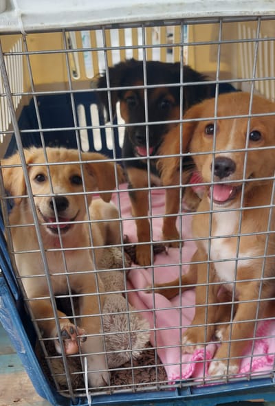 COPA DE CARGA Guadalupe y Dependencias del 8 de diciembre de 2023