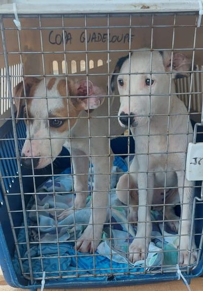 COPA DE CARGA Guadalupe y Dependencias del 13 de diciembre de 2023