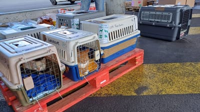 COPA DE CARGA Guadalupe y Dependencias del 5 de enero de 2024