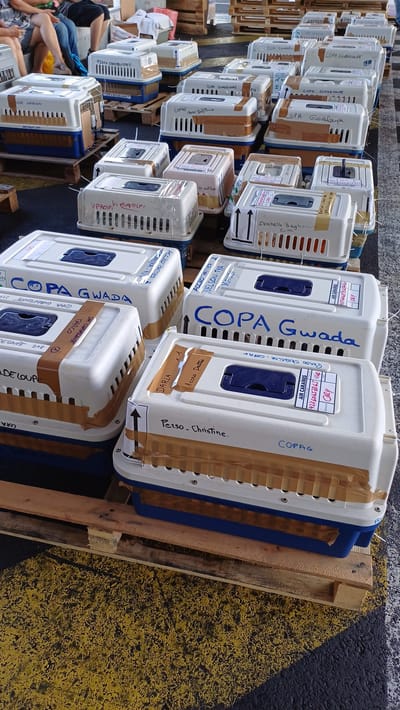 COPA DE CARGA Guadalupe y Dependencias del 19 de enero de 2024