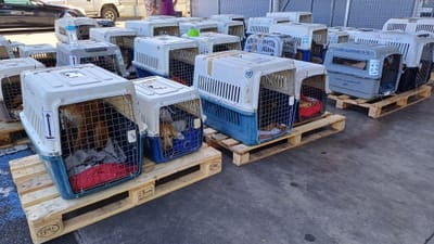 COPA DE CARGA Guadalupe y Dependencias del 24 de enero de 2024