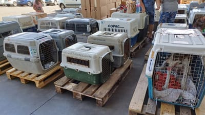 COPA DE CARGA Guadalupe y Dependencias a partir del 7 de febrero de 2024